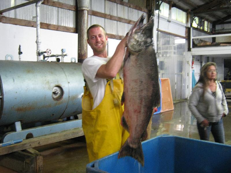 Ben sampling a big Chinook salmon.